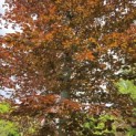 Fagus sylvatica 'Atropunicea' - 1
