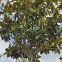Magnolia grandiflora 'Galissonnière' - Foto 2