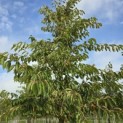 Prunus x 'Yedoensis' - 4