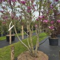 Magnolia 'Susan' - 3