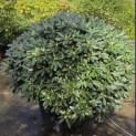 Rhododendron Yakushimanum 'Sonatine' - Foto 1