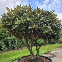 Rhododendron yakushimanum - 3