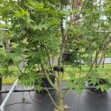 Acer palmatum 'Osakazuki' - Foto 4