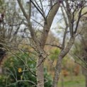 Prunus domestica 'Bleue de Belgique' - Foto 2