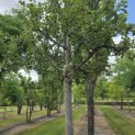 Malus domestica 'Notaris' - Foto 6