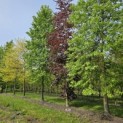 Fagus sylvatica 'Atropunicea' - 2