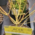 Acer palmatum 'Bi-hoo' - impressie label