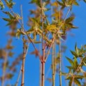 Acer palmatum 'Bi-hoo' - impressie blad nazomer