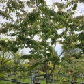Parrotia persica - Foto 1