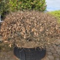 Fagus sylvatica - april 2026
