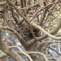 Fagus sylvatica - april 2026.  vogelnest