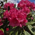 Rhododendron Yakushimanum ‘Fantastica' - 6