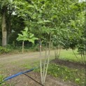 Magnolia 'Soulangeana' - 1