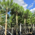 Pinus 'Pinea' - Foto 2
