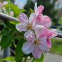 Malus domestica 'Elstar' - 1
