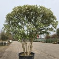 Osmanthus x Burkwoodii - 1