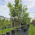 Quercus ilex - 1