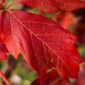 Acer griseum - Afbeelding 1