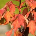 Acer griseum - Afbeelding 2