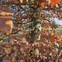 Fagus sylvatica - 1