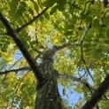 Juglans Nigra - 3