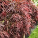 Acer palmatum 'Dragon Fire' - Foto 3