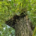 Salix Alba - Afbeelding 1440 augustus 2024