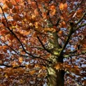 Fagus sylvatica 'Atropunicea' - 1