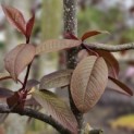 Prunus padus 'Colorata' - 2