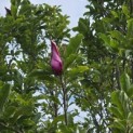 Magnolia 'Susan' - 1