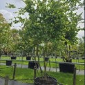 Parrotia persica - Foto 2