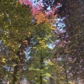 Fagus sylvatica 'Atropunicea' - Foto 3