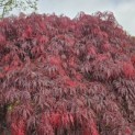 Acer palmatum 'Garnet' - 2