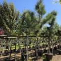 Pinus Pinaster - 4
