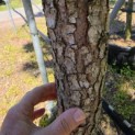 Pinus Pinaster - 1