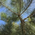 Pinus Pinaster - 2