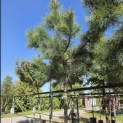 Pinus Pinaster - 3