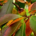 Stewartia Rostrata impressie herfstverkleuring en knop