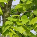 Tilia x europaea 'Pallida' - Foto 1