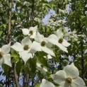 Cornus kousa 'Milky Way' - Foto 4