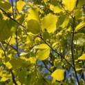 Fagus sylvatica 'Zlatia' - Foto 1