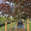 Acer palmatum 'Atropurpureum' - 2