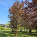 Fagus sylvatica 'Atropunicea' - 4