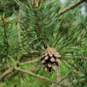 Pinus sylvestris - Afbeelding 7