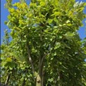 Acer rubrum 'Brandywine' - Foto 3