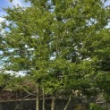 Carpinus Betulus - 2