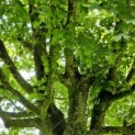 Acer campestre - Foto 2