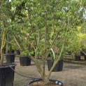 Cornus kousa 'Schmetterling' - 1