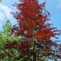Fagus sylvatica 'Atropunicea' - Afbeelding 3