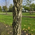 Liquidambar styraciflua - 2